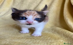 Maine Coon cats for sale: Maine coon x - Image 22