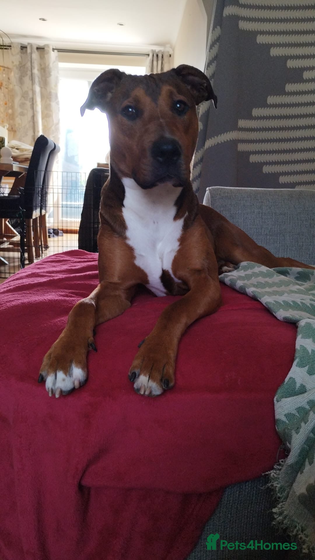 Mixed Breed dogs for sale: Rehome  - Image 3