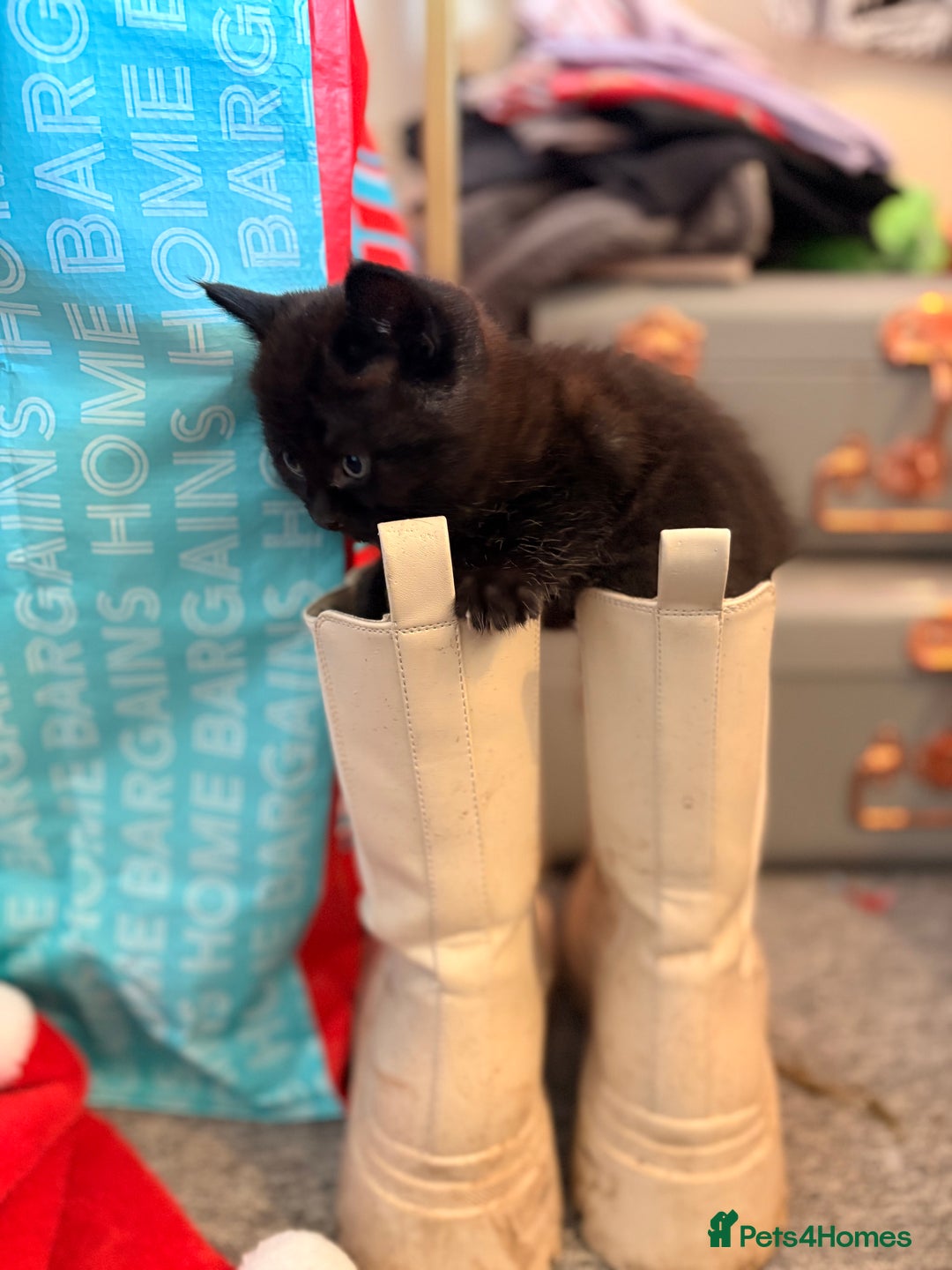 Maine Coon cats for sale: Part Maine Coon READY 8th December  - Advert 14