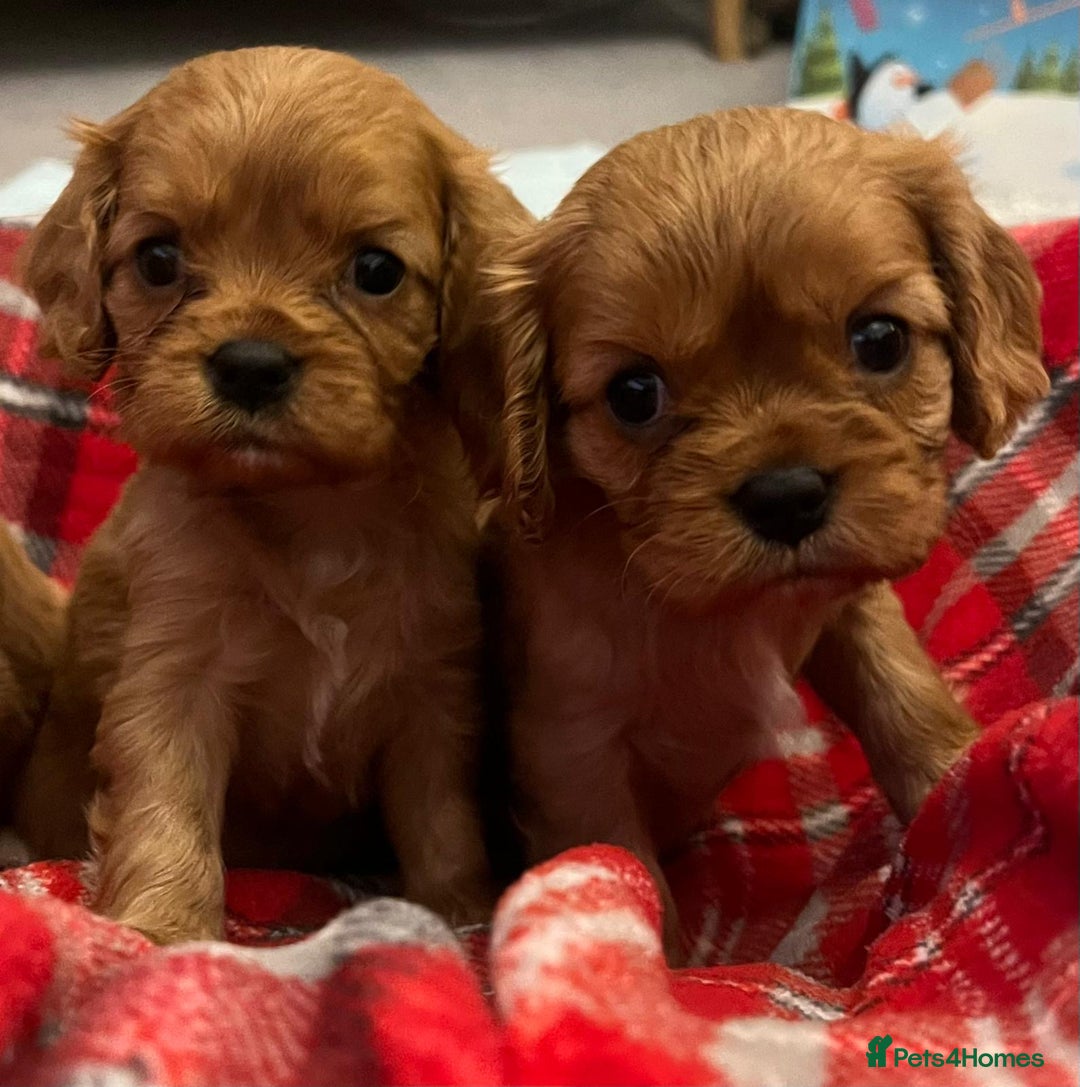 Cavalier King Charles Spaniel dogs for sale: ❤️KC REGISTERED HEALTH CLEAR CAVALIER PUPPIES❤️ - Advert 2