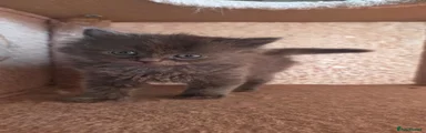 Ragdoll 1