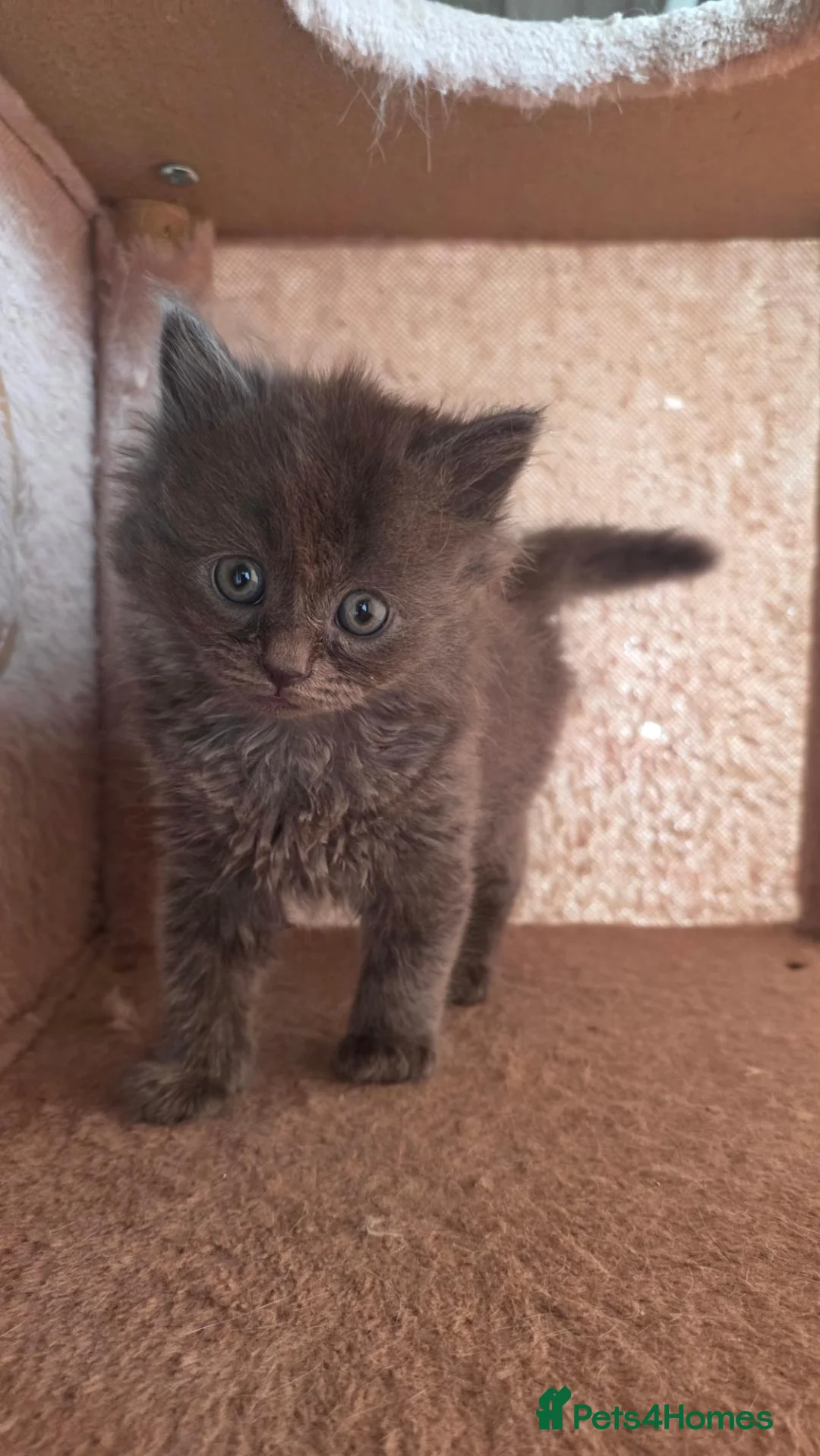 Ragdoll cats for sale: 4 ragdoll cross persian babys  - Advert 2