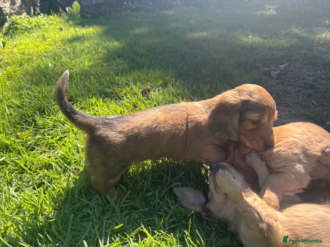 Dachshund dogs for sale: 2 American Red Long Haired Dachshund Puppies - Image 12