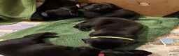 Labrador Retriever dogs for sale: Two Black KC Reg Labrador bitches from litter  in Yelverton - Advert 4
