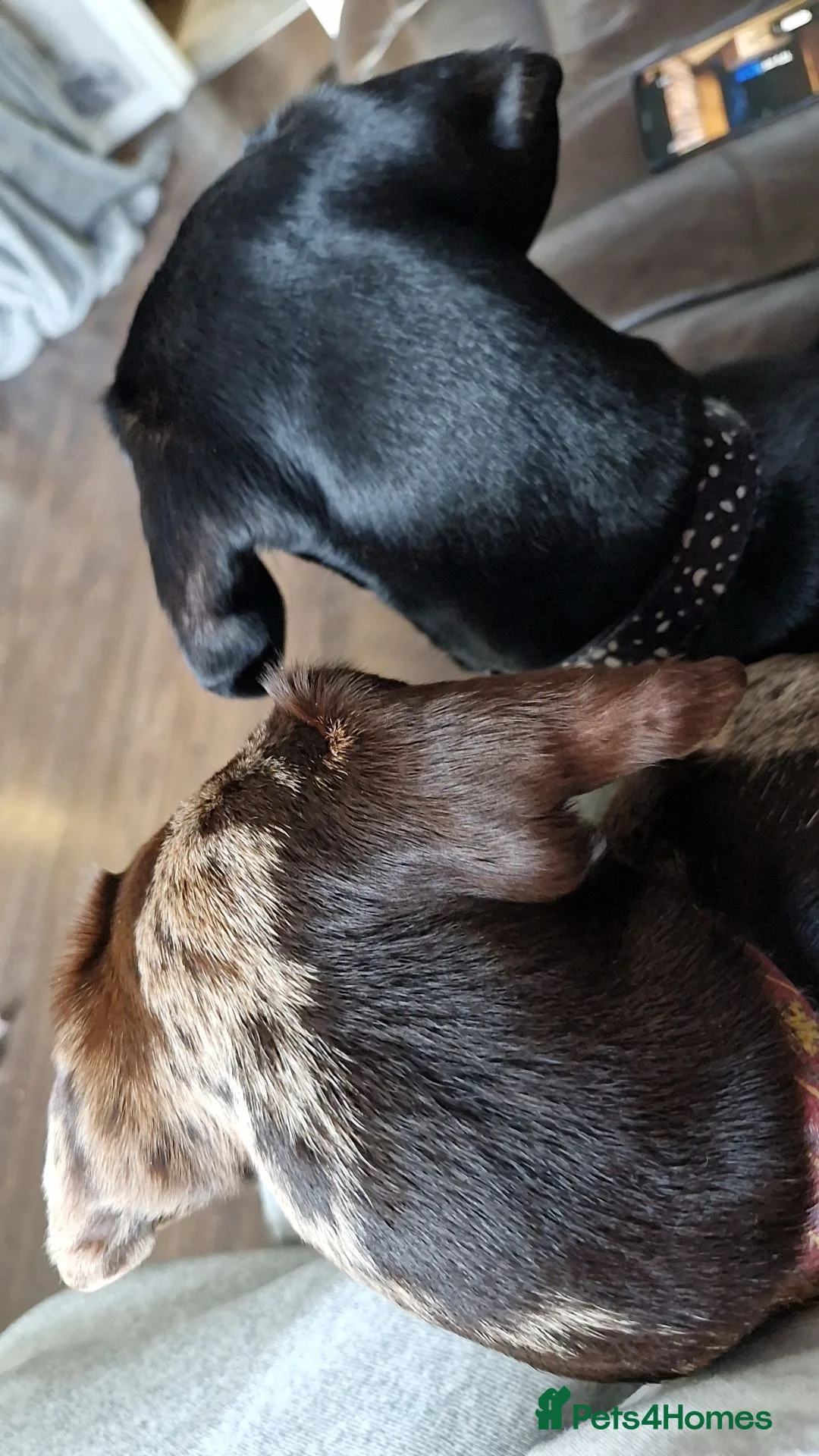 Miniature Dachshund dogs for sale: 2 female mini dushhound  - Advert 2