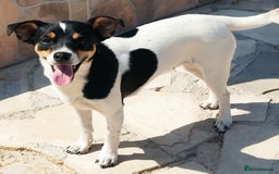 Jack Russell dogs for adoption: Viivi,a lively little soul needs forever home - Image 7