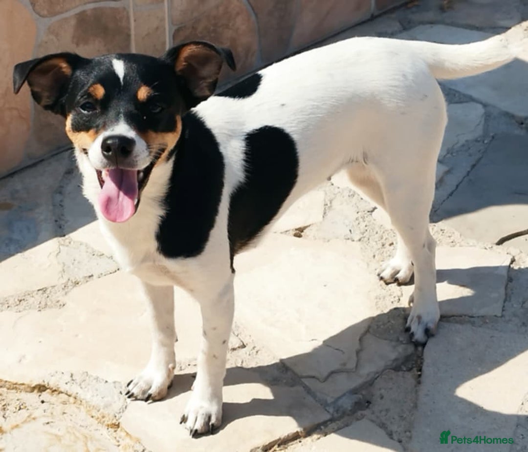 Jack Russell dogs for adoption: Viivi,a lively little soul needs forever home - Image 7