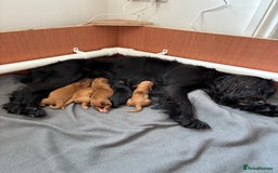 Cocker Spaniel dogs for sale: Working cocker spaniels - Image 5