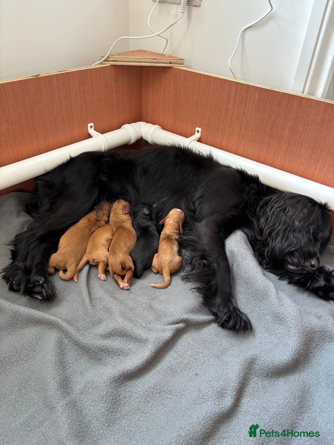 Cocker Spaniel dogs for sale: Working cocker spaniels - Image 5