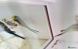 Budgerigars birds for sale: Stunning baby rainbow/pied budgies  in Luton - Image 9