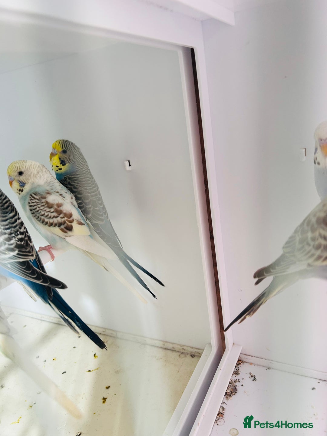 Budgerigars birds for sale: Stunning baby rainbow/pied budgies  in Luton - Image 9