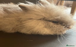 Lionhead rabbits for sale: Cute fluffy lionhead rabbits for sale!!! - Image 3
