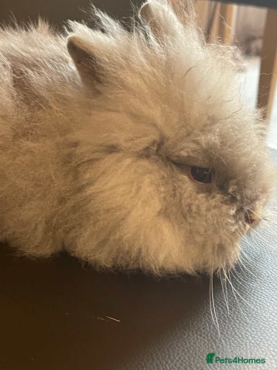 Lionhead rabbits for sale: Cute fluffy lionhead rabbits for sale!!! - Image 3