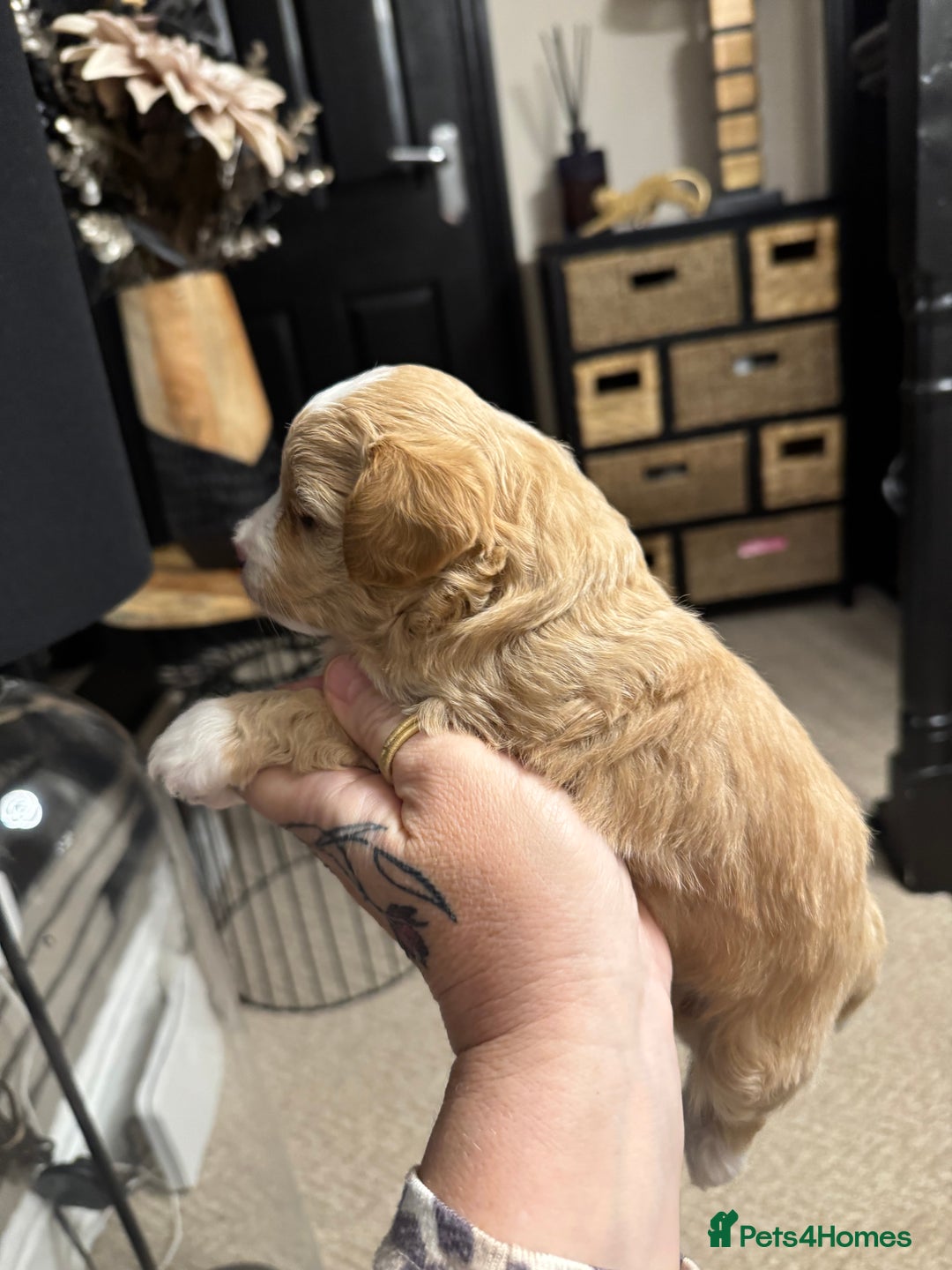 Maltipoo dogs for sale: Teddy bear maltipoo puppies  - Image 19