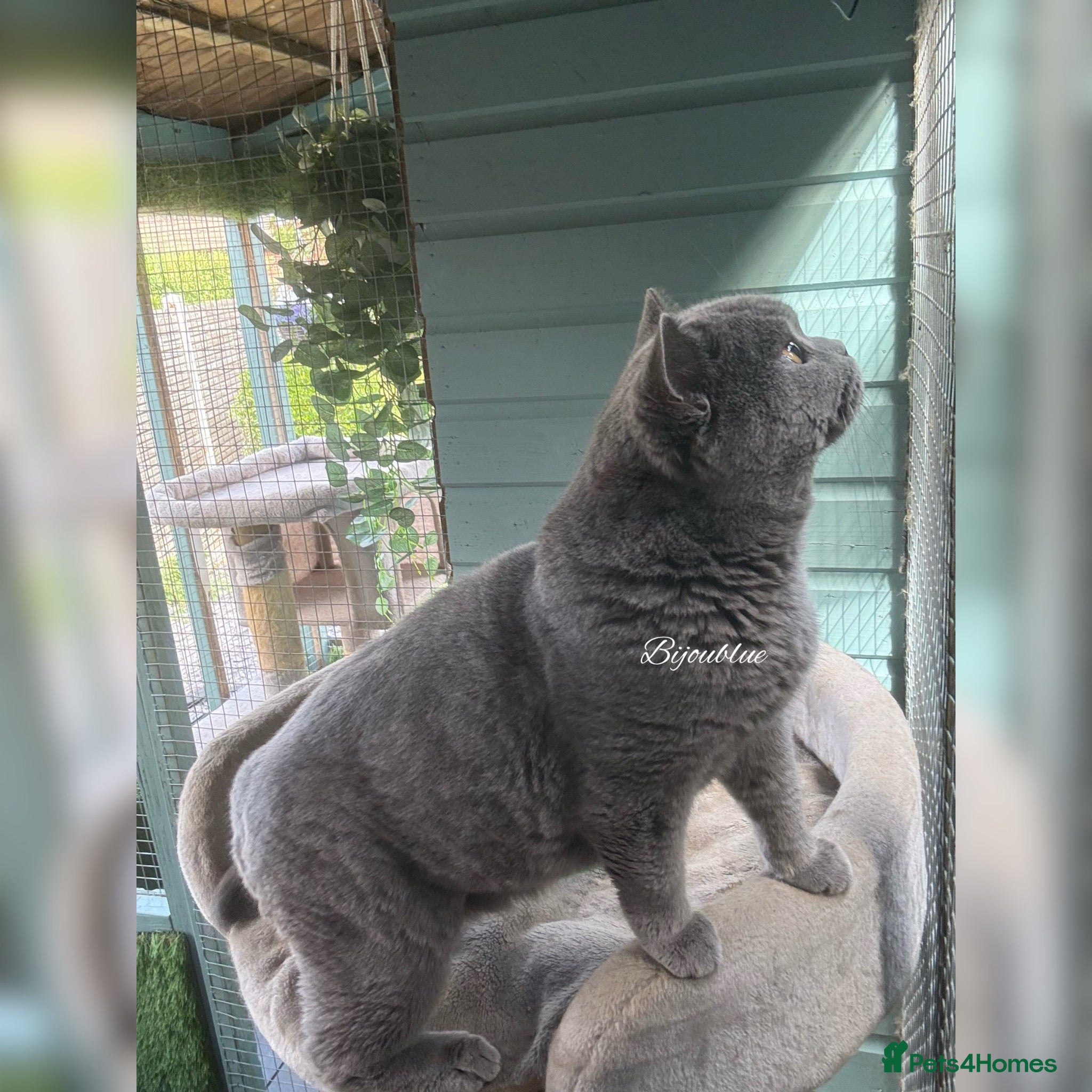 British Shorthair cats ⭐️ Russian Imported Stud ⭐️ - Advert 4