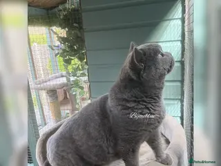 British Shorthair cats โญ๏ธ Russian Imported Stud โญ๏ธ - Advert 4