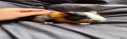 Guinea Pig rodents for sale: 8wonderful guinea pigs - Advert 7
