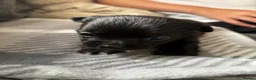 Chihuahua dogs for sale: Beautiful long haired black chihuahua puppies in Oxted - Advert 11