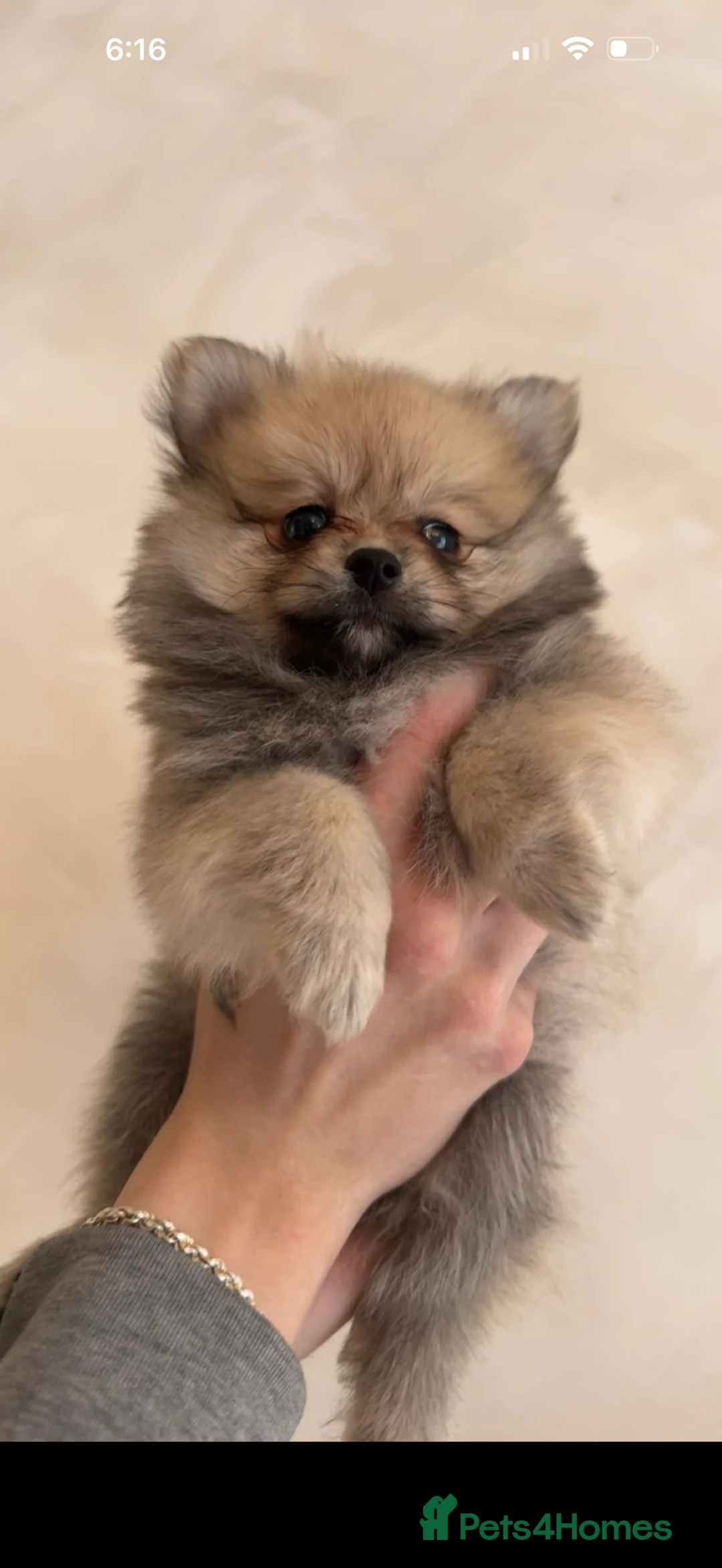 Pomeranian dogs for sale: 🎀fluffy female Pomeranians🎀LAST ONE!!! - Advert 1