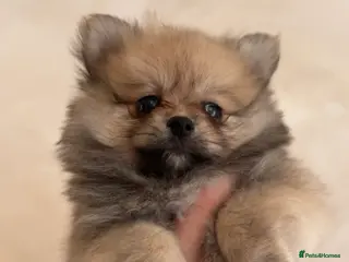 Pomeranian dogs 🎀fluffy female Pomeranians🎀LAST ONE!!! - Advert 3