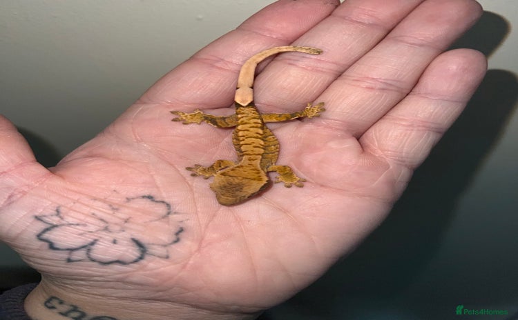 Gecko reptiles - Advert 9