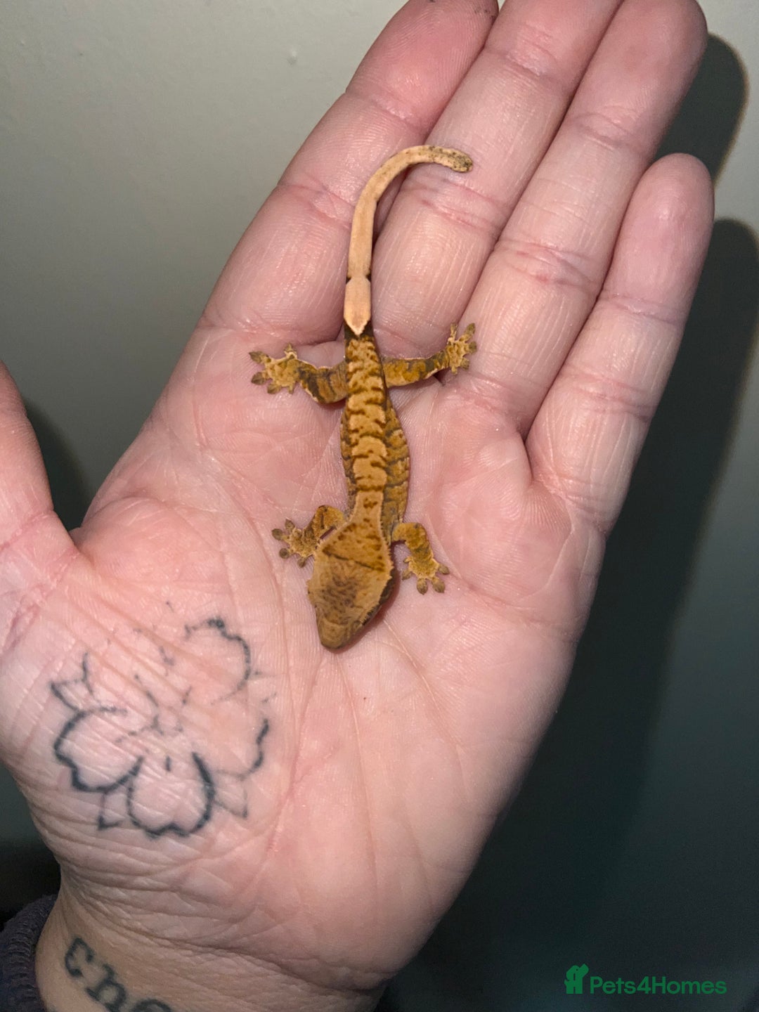 Gecko reptiles for sale: Multiple Baby crested geckos available  - Image 1