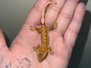 Gecko reptiles - Advert 16