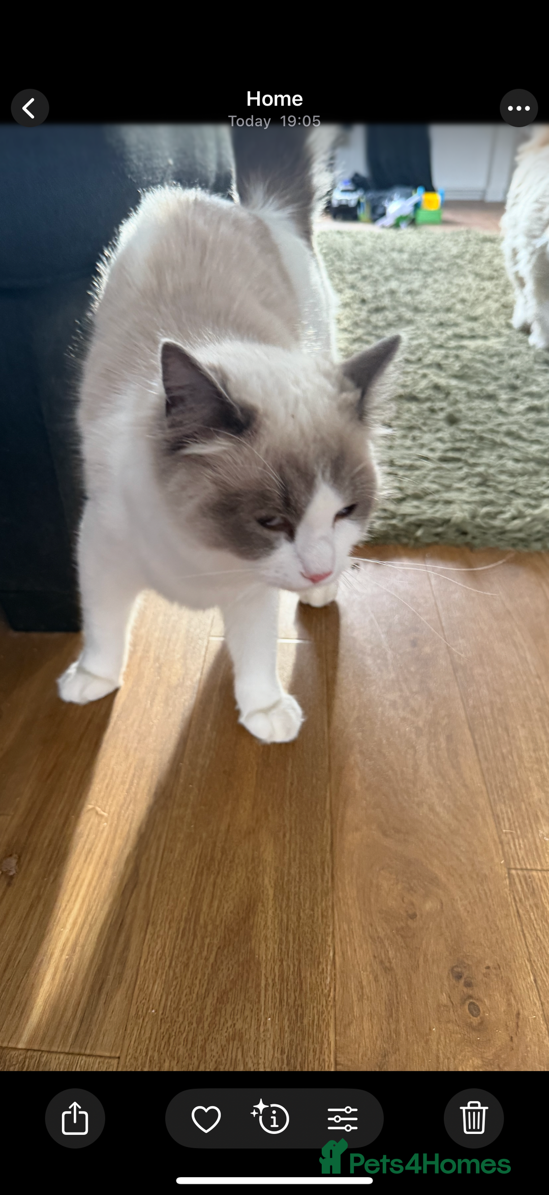 Ragdoll cats for sale: Male Ragdoll pedigree  - Image 3