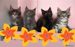 Maine Coon cats for sale: TICA REGISTERED MAINE COON KITTENS - Image 36