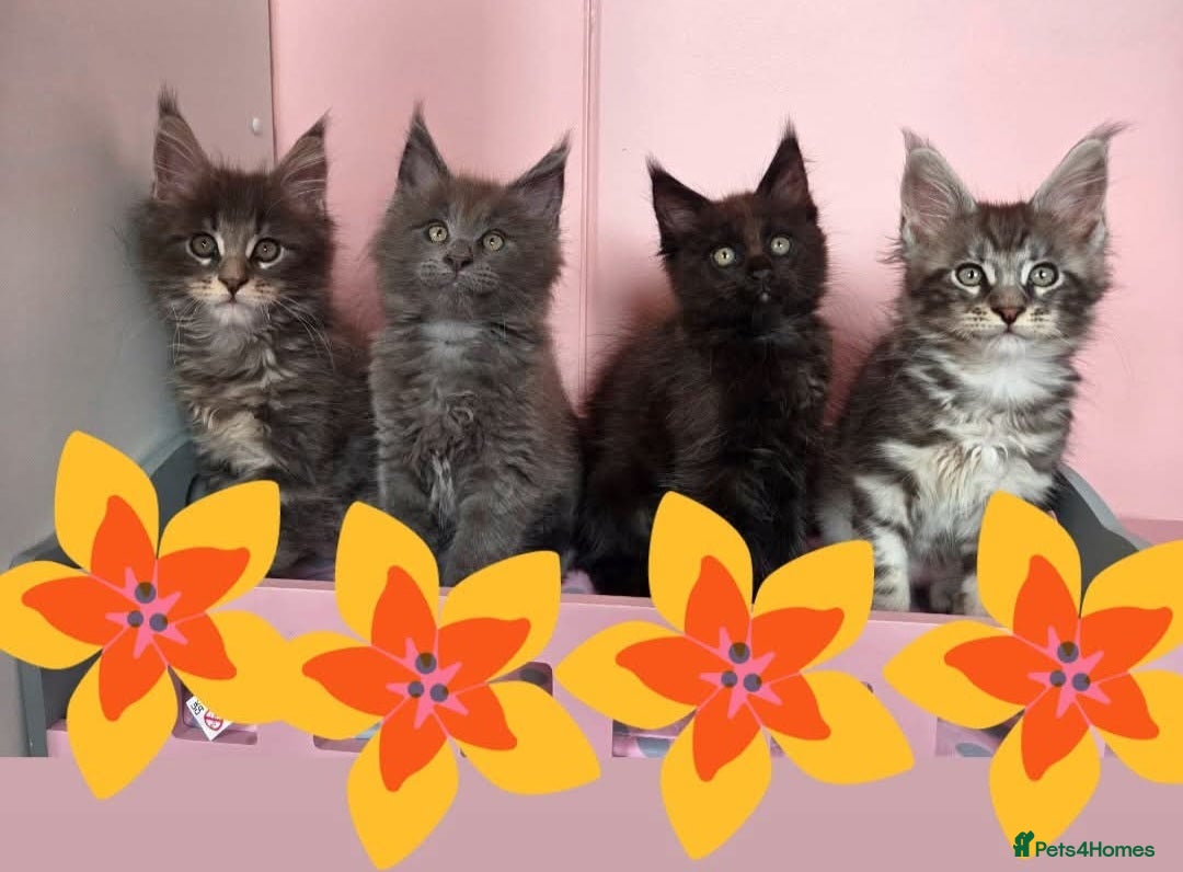 Maine Coon cats for sale: TICA REGISTERED MAINE COON KITTENS - Image 36