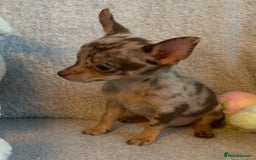 Mixed Breed dogs for sale: Chihuahua x  - Image 24