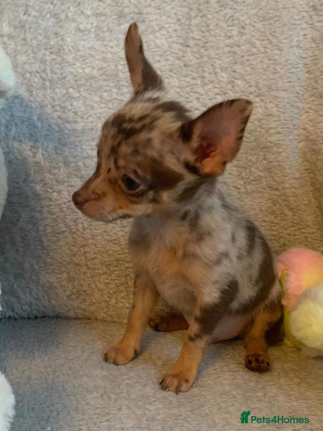 Mixed Breed dogs for sale: Chihuahua x  - Image 24