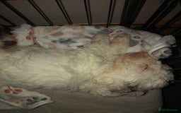 Cockapoo dogs for sale: Cockerpoo f1b puppies for sale  - Image 12