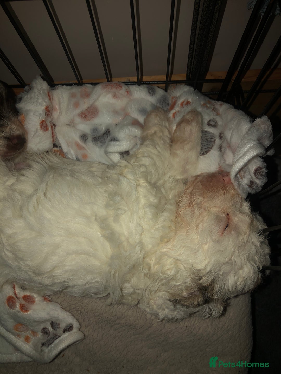 Cockapoo dogs for sale: Cockerpoo f1b puppies for sale  - Image 12