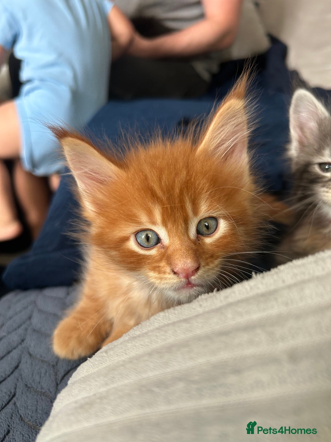 Maine Coon cats for sale: Pedigree MaineCoon Kittens - Image 30