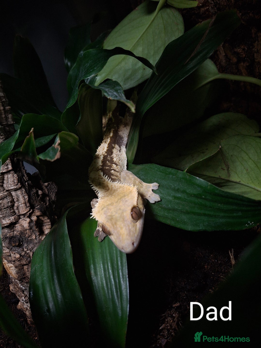 Gecko reptiles for sale: Baby crested geckos  in Doncaster - Image 16