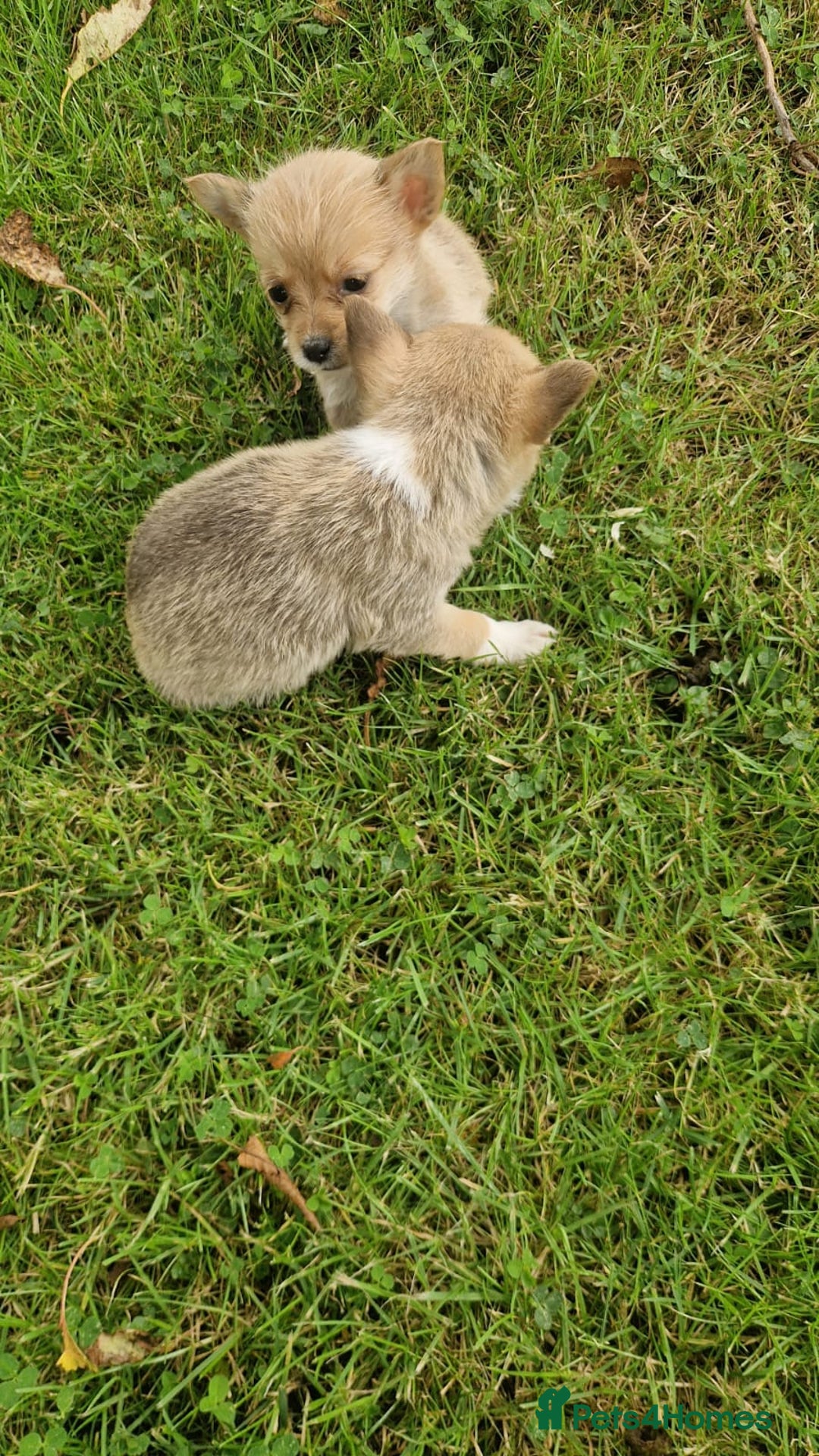 Chihuahua dogs for sale: Chihuahua puppies - Image 7