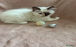 Ragdoll cats for sale: Beautiful Ragdoll kittens  ** LAST ONE ** - Image 4