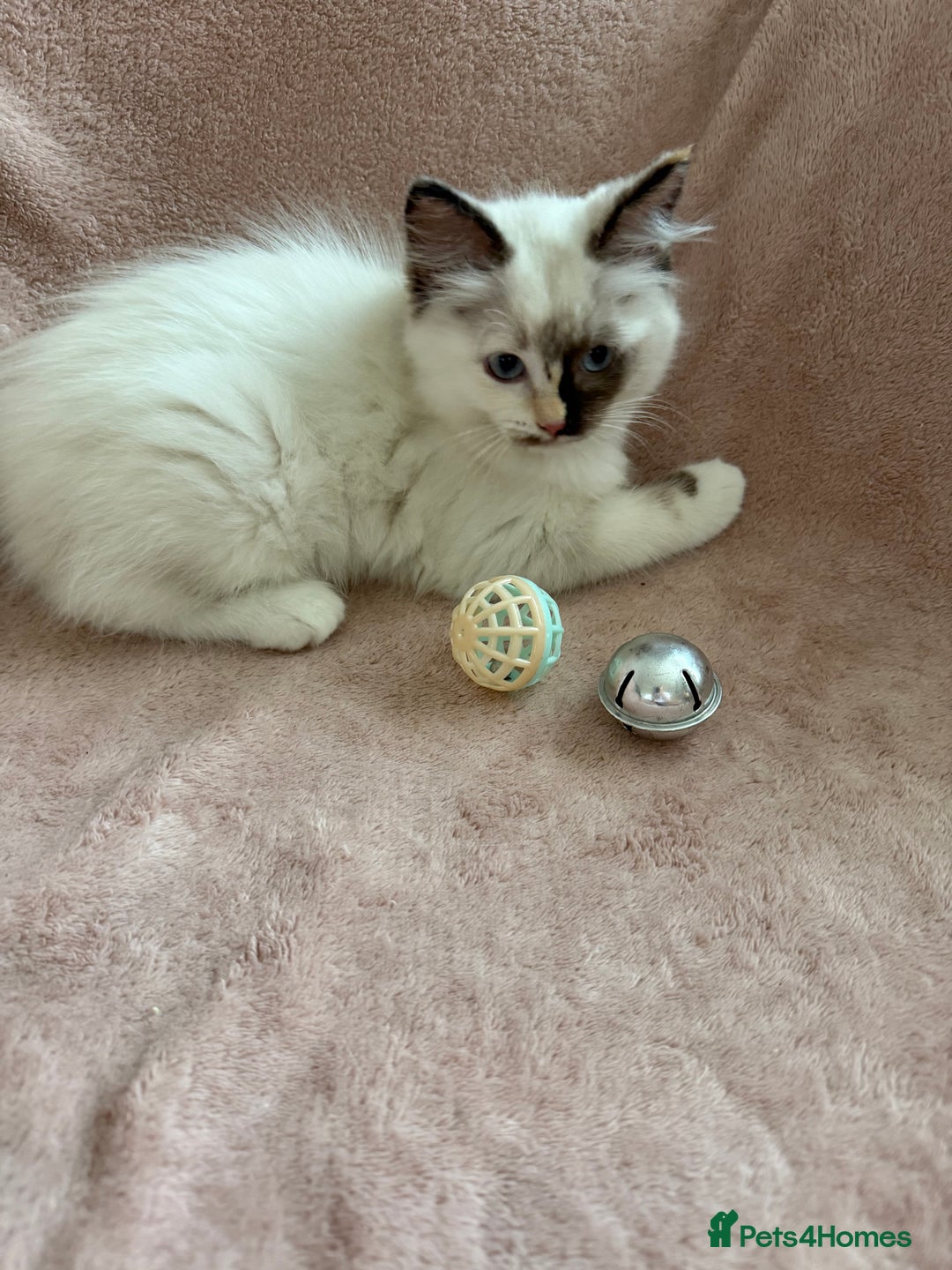 Ragdoll cats for sale: Beautiful Ragdoll kittens  ** LAST ONE ** - Image 4