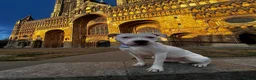 American Bulldog dogs for stud: Echo - American Bulldog - Advert 1