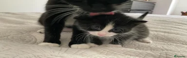Calypso
