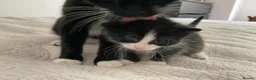 Domestic Shorthair cats for sale: Beautiful kittens ready in 5 weeks - Advert 35