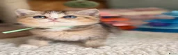 British Longhair cats for sale: British short/longhair odd/blue eyed kittens  - Advert 21