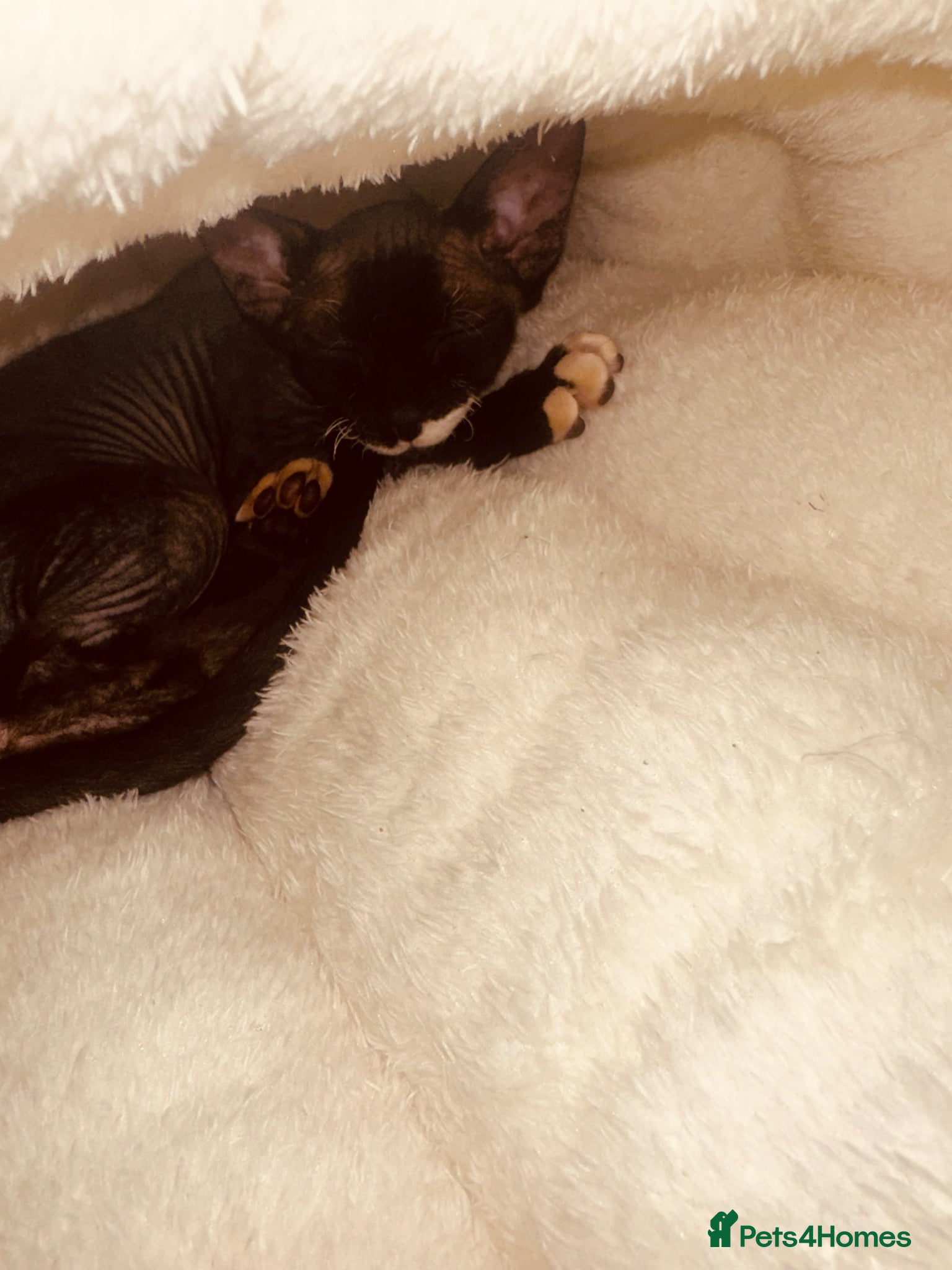 Sphynx cats Stunning Seal Point Sphynx Kitten –  - Advert 5
