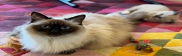 Ragdoll cats for sale: True Ragdolls looking for forever loving homes. - Advert 4