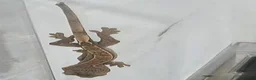 Mixed Breed reptiles for sale: Crested geckos for sale - Advert 6