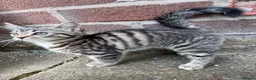Mixed Breed cats for sale: Kitten female  - Advert 3