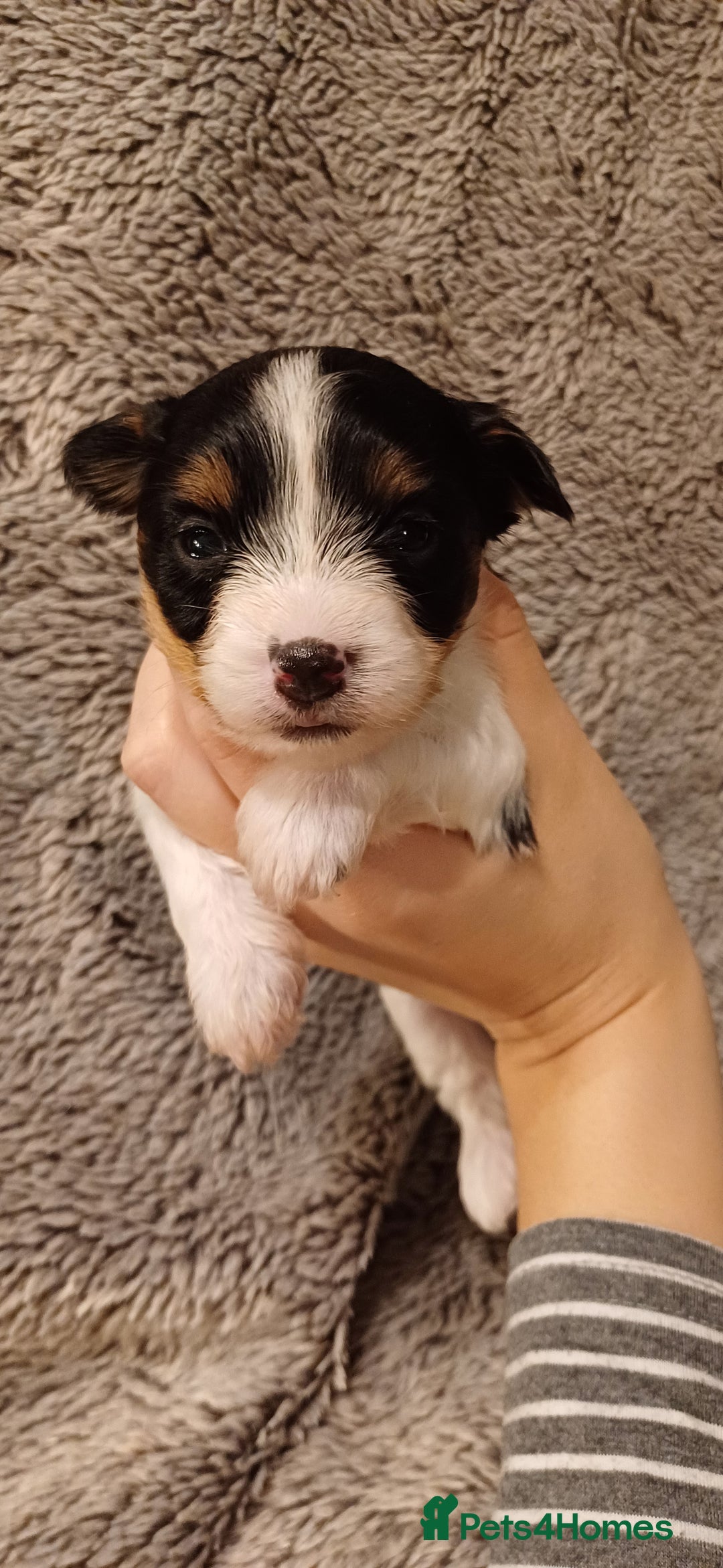 Mixed Breed dogs for sale: Yorkshire Biewer puppies 2 girls available  - Advert 5