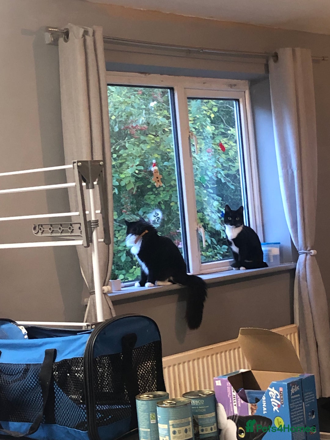 Mixed Breed cats for sale: Mother and daughter duo. Needs too go asap!! - Advert 1