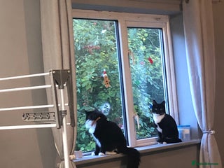 Mixed Breed cats Mother and daughter duo. Needs too go asap!! - Advert 1